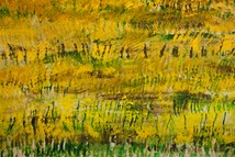 L6 Rape field 1
